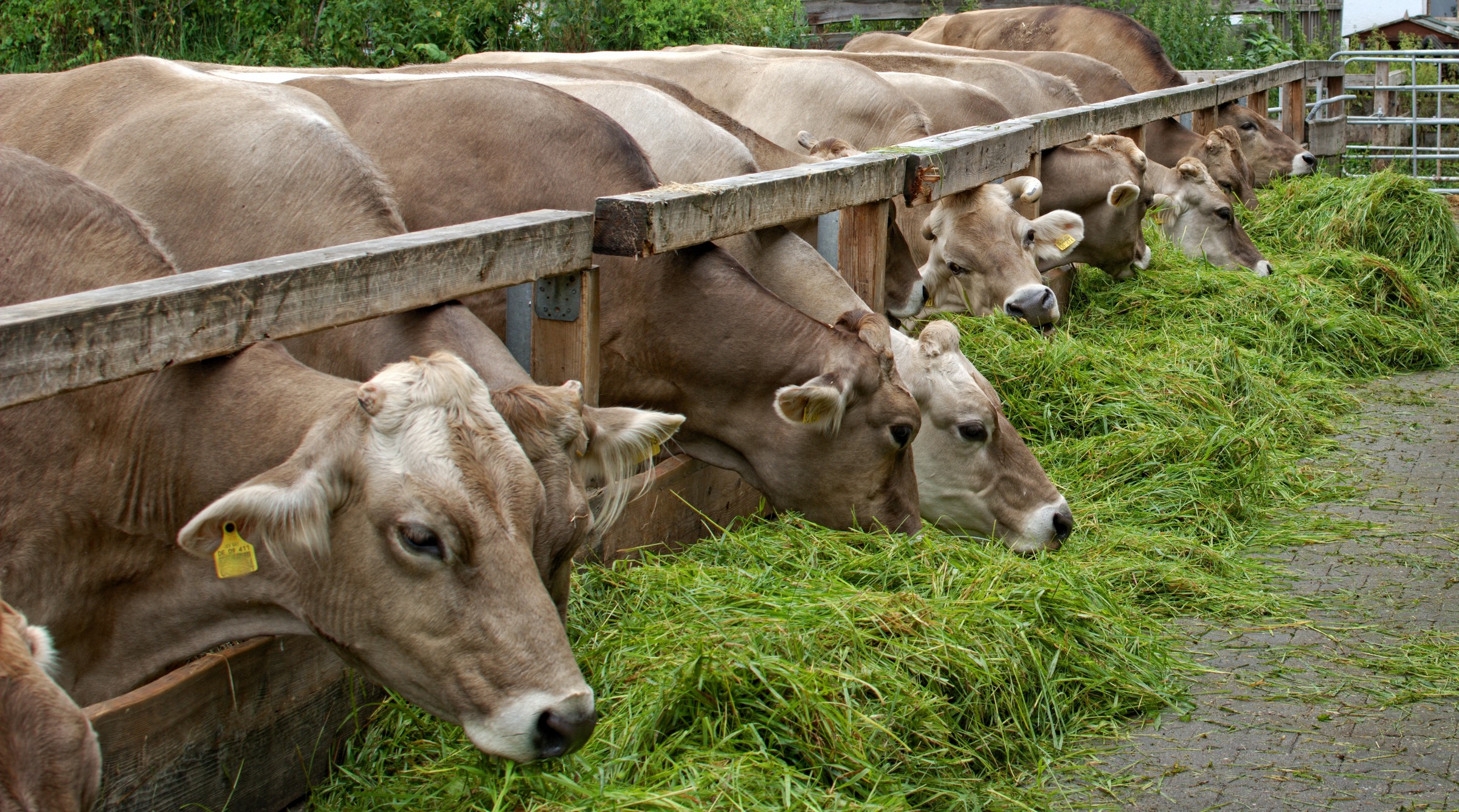 aliments complémentaires - vaches broutant herbe